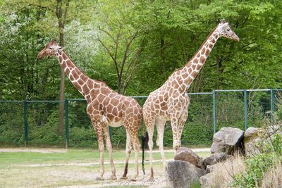 Giraffe standing in zoo