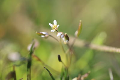 Close-up of white flowering plant