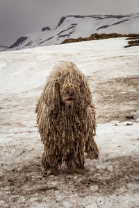 Close up domestic shaggy dog on snowy mountain slope concept photo