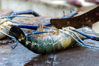 Seafood cuts - cooking spiny lobster. carve lobster in a street fish market in sri lanka. 