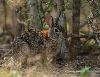 Full frame close-up of wild rabbit or hare in the woods