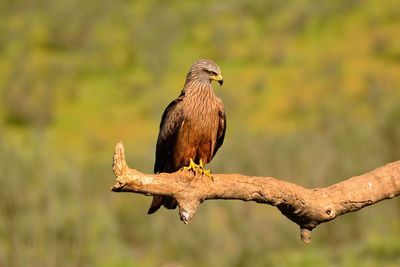 Close-up of eagle perching on branch