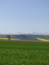 Scenic view of field against clear sky