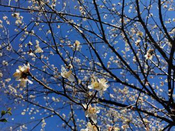 Low angle view of flowers on branch