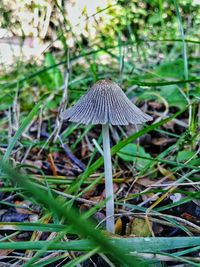 Close-up of mushroom growing on field