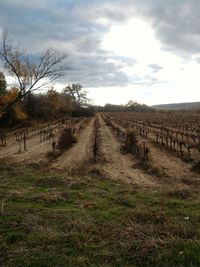 Scenic view of agricultural field against sky