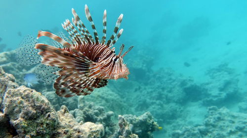 Lion fish in the red sea in clear blue water hunting for food .