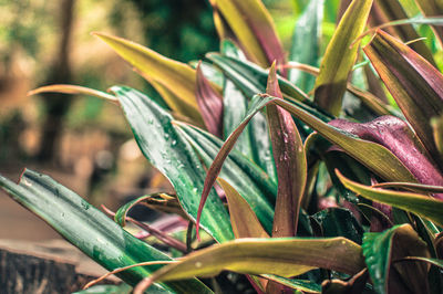 Close-up of flowering plant on field