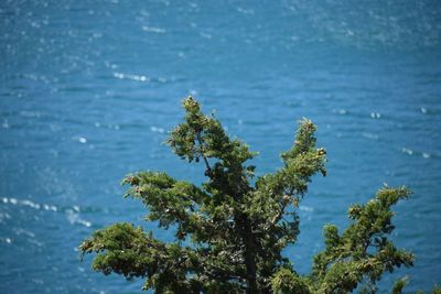 Tree by sea against blue sky