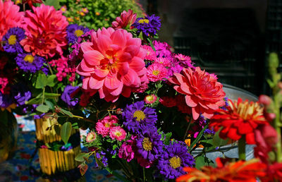 Close-up of pink flowers