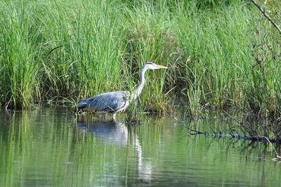Gray heron in lake by grass