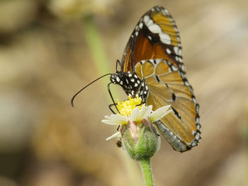 Close-up of butterfly pollinating on flower