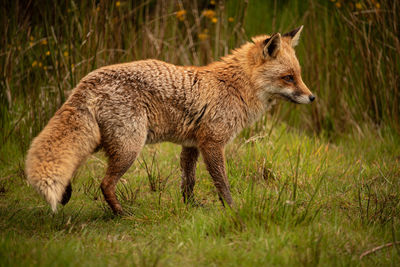 Full length of a cat walking on field