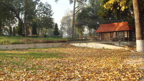 Fallen leaves on tree