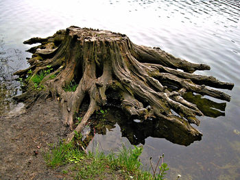 Close-up of tree by lake against sky