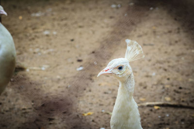 High angle view of bird