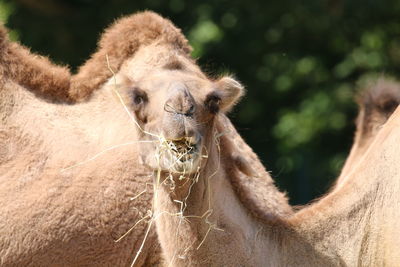 Close-up of an animal