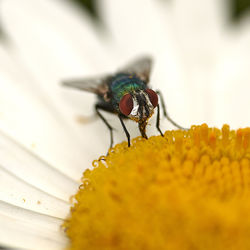 Close-up of insect on yellow flower