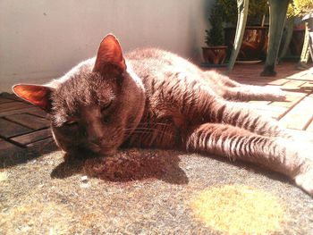 Cat lying on the ground