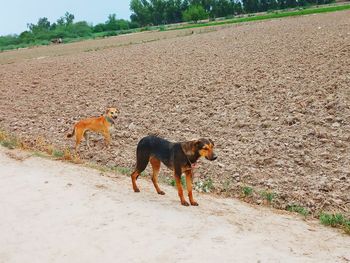 View of two dogs on street