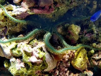 Close-up of coral in sea