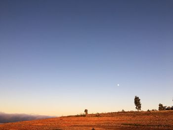 Scenic view of field against clear blue sky