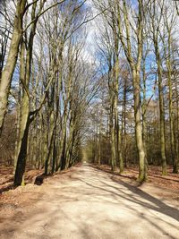Road amidst trees in forest