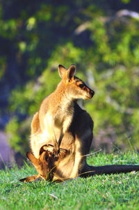 Kangaroo with joey on field