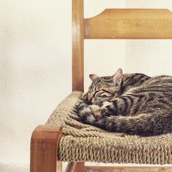 Cat sleeping on chair at home