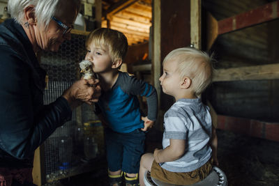 Side view of grandmother showing baby chicken to grandsons in barn