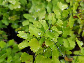 Close-up of raindrops on leaves