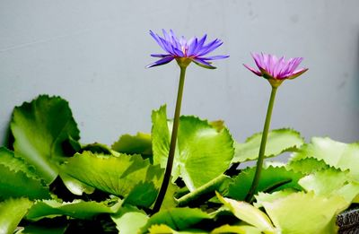 Close-up of purple flowers