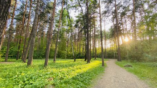 Panoramic view of pine trees in forest