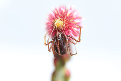 Close-up of insect on flower