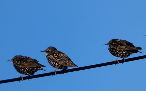 Low angle view of eagle perching on blue sky