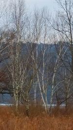 Bare trees on field against sky during winter