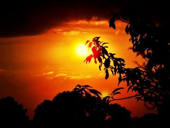 Silhouette of trees at sunset