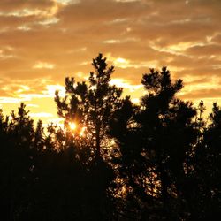 Silhouette trees against sky during sunset