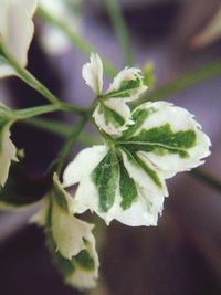 Close-up of flower against blurred background