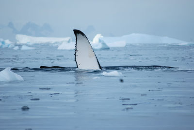 View of swimming in sea