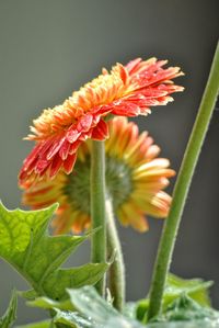 Close-up of flower blooming outdoors