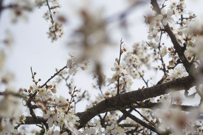 White flowers