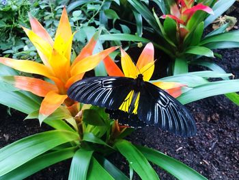 Close-up of butterfly on plant