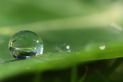 Close-up of raindrops on leaf