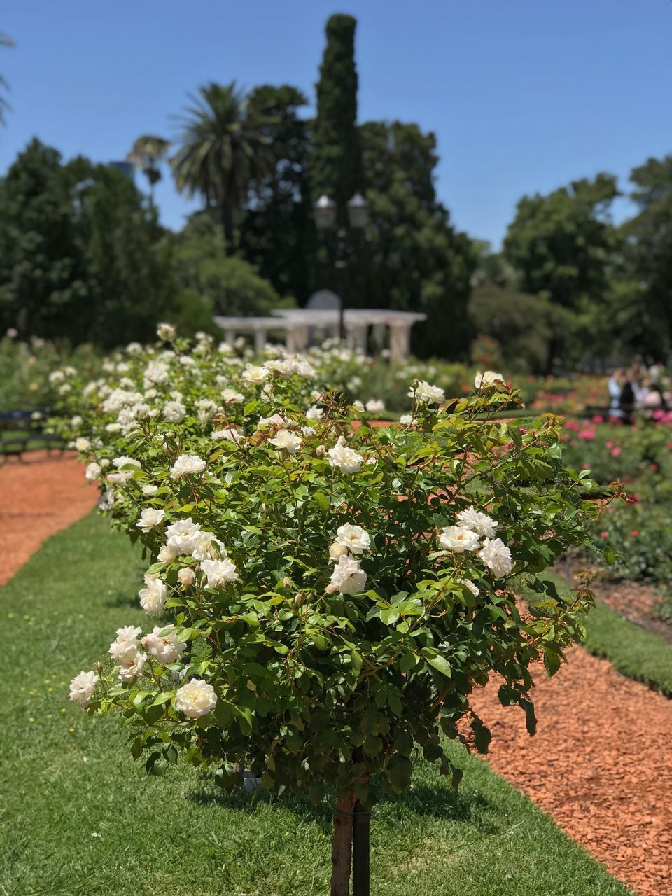 FLOWERING PLANTS ON FIELD