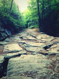 Footpath in forest