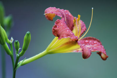 Close-up of day lily blooming outdoors