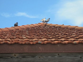 Low angle view of bread on roof