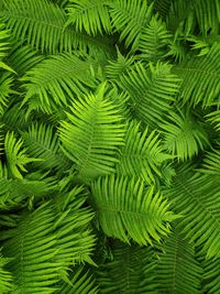 High angle view of palm tree leaves