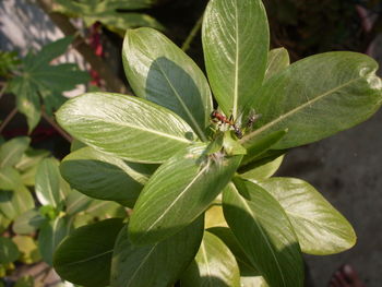 Close-up of insect on leaf
